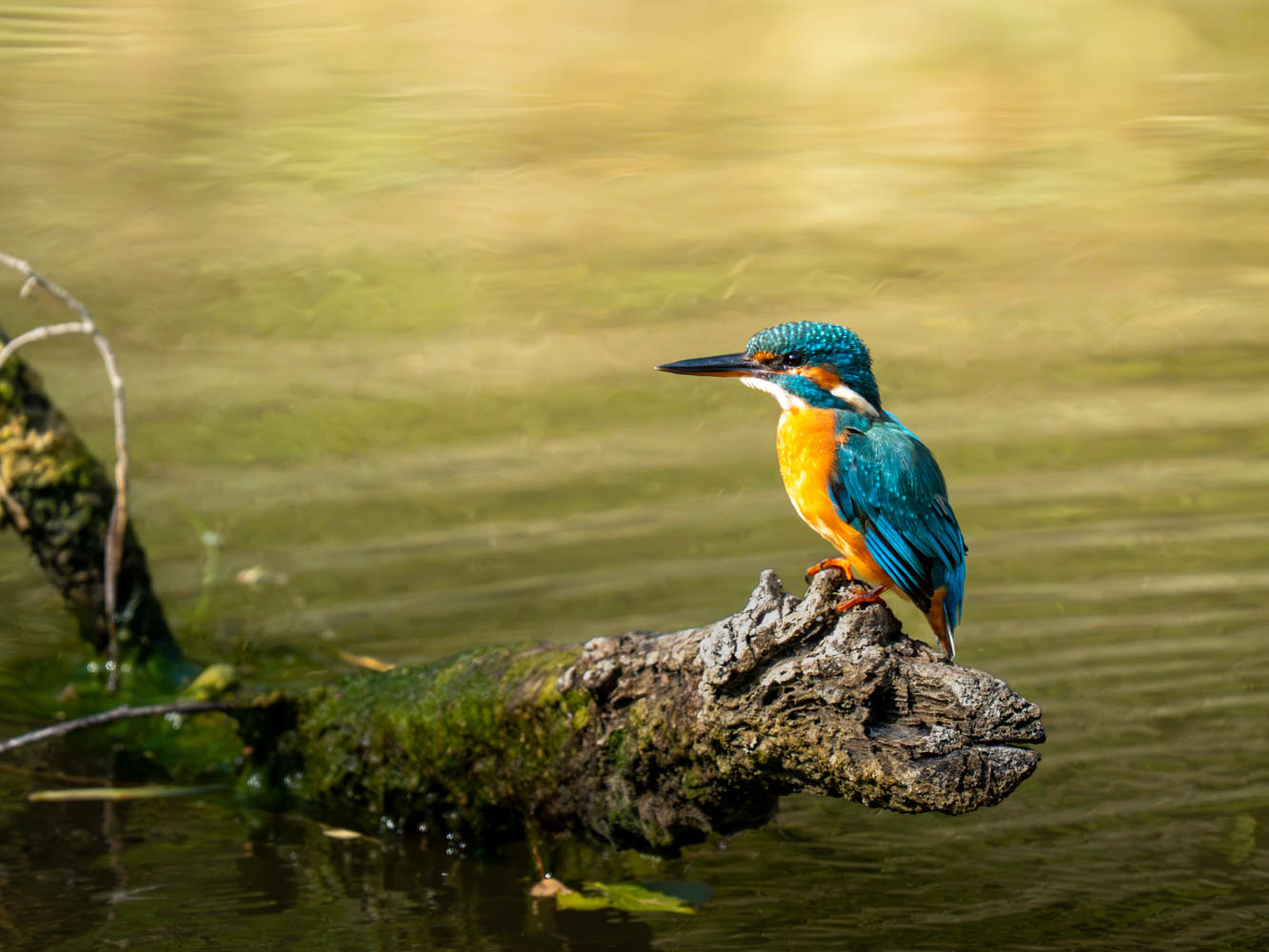Eisvogel – Wildlife-Fotografie von Aurelio Zingarello